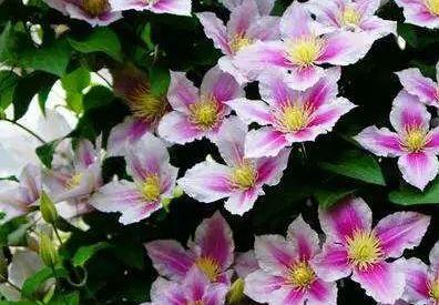 网红铁线莲排名,盘点最受欢迎的品种风采