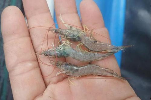 怎么看对虾吃料多少,揭秘其生长与营养需求