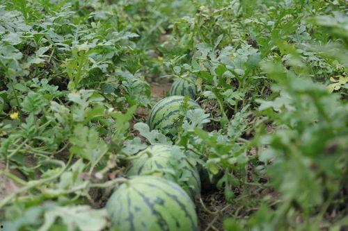 溧阳草坪吃瓜事件,一场引发热议的公共空间冲突