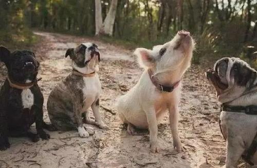 网红小狗吃东西视频播放,网红小狗吃相萌翻网友