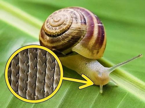 白玉蜗牛吃葫芦瓜,白玉蜗牛的葫芦瓜美食之旅