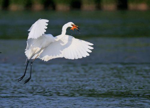 搜索明星白鹭图片大全,高清美图大集合