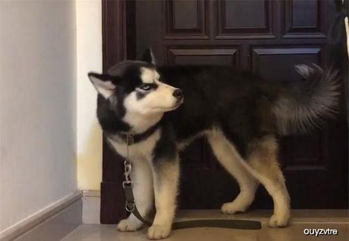 哈士奇瘸腿吃瓜,萌宠治愈系日常