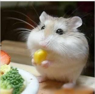 网红仓鼠图,萌宠界的明星风采