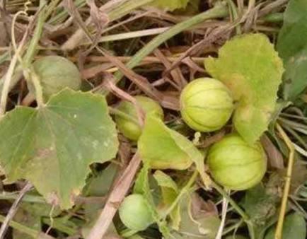 野哥吃的什么瓜,揭秘那些让人欲罢不能的瓜果美味