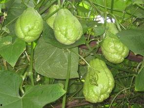 佛手瓜切片如何吃,佛手瓜切片的多彩食法探索