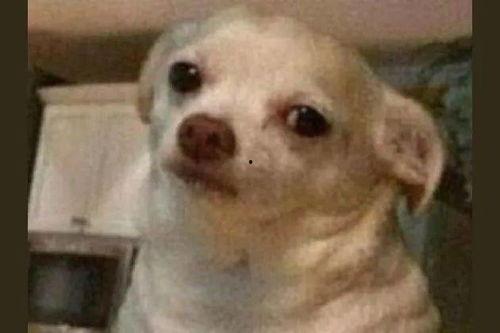 西班牙网红狗排名,萌宠界的明星风采