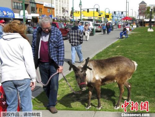 明星驯鹿,揭秘明星驯鹿的传奇故事