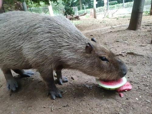 农村吃瓜的动物,农村瓜田里的“吃瓜群众”趣事