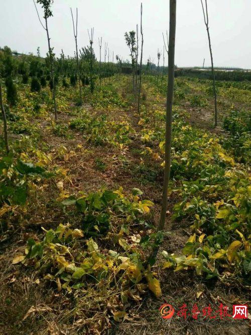 济南济阳太平镇头条,聚焦发展新动态，共绘乡村振兴新画卷