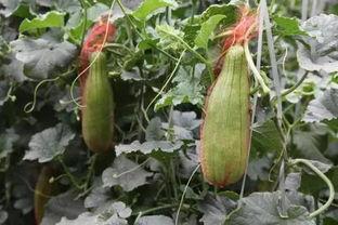 大荔脆瓜吃皮吗,皮薄肉脆，皮可否食用之谜