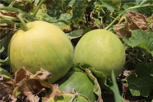 湾湾不弯吃瓜,揭秘网络热词背后的文化现象