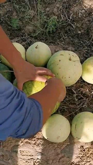 瓜里的籽吃不吃,健康与口感的抉择