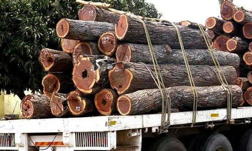 东北木头条扫,木头条引领行业变革