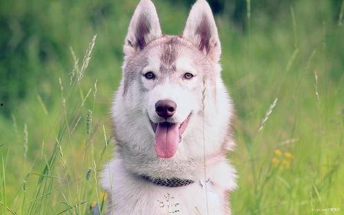 网红阴阳眼哈士奇图片,萌态可掬的神秘眼神揭秘