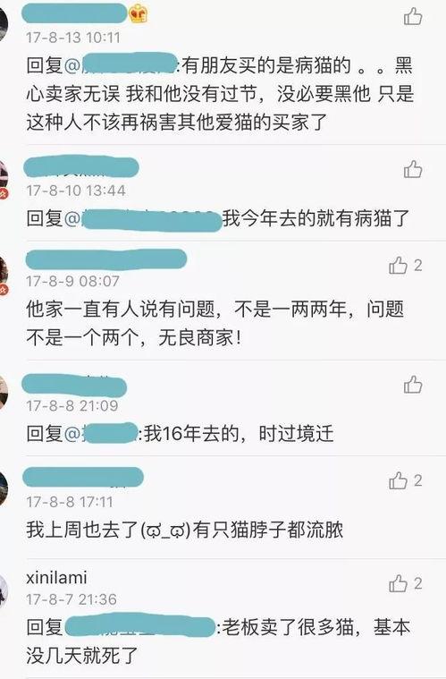 网红猫咖经营日记网盘,揭秘猫咪经济的魅力与挑战