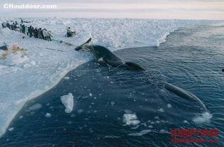 捕鲸者 在线观看,深海猎杀的惊心动魄之旅