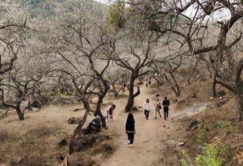 黄羌网红,揭秘网络红人的崛起之路