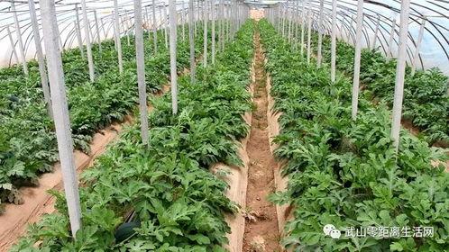 正阳山吃瓜,一场夏日里的甜蜜盛宴