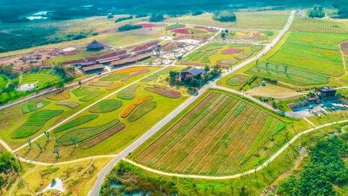 网红高地,揭秘网络红人的崛起与影响力