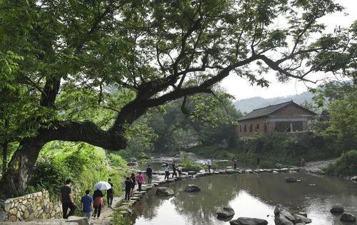 今日头条西河村,探寻乡村振兴的美丽画卷
