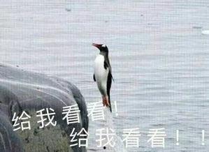 放手游视频配吃瓜,笑料横生，带你领略游戏与娱乐的完美融合