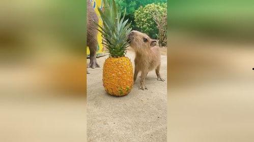 小羊吃瓜叶子,小羊的夏日瓜叶盛宴